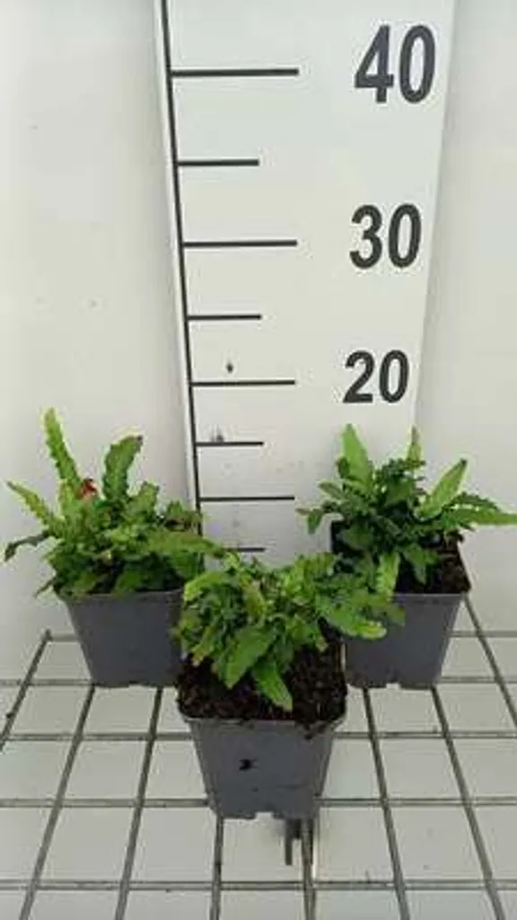 6 Asplenium scolopendrium Angustatum - Fougère Langue de Cerf Pot 9cm