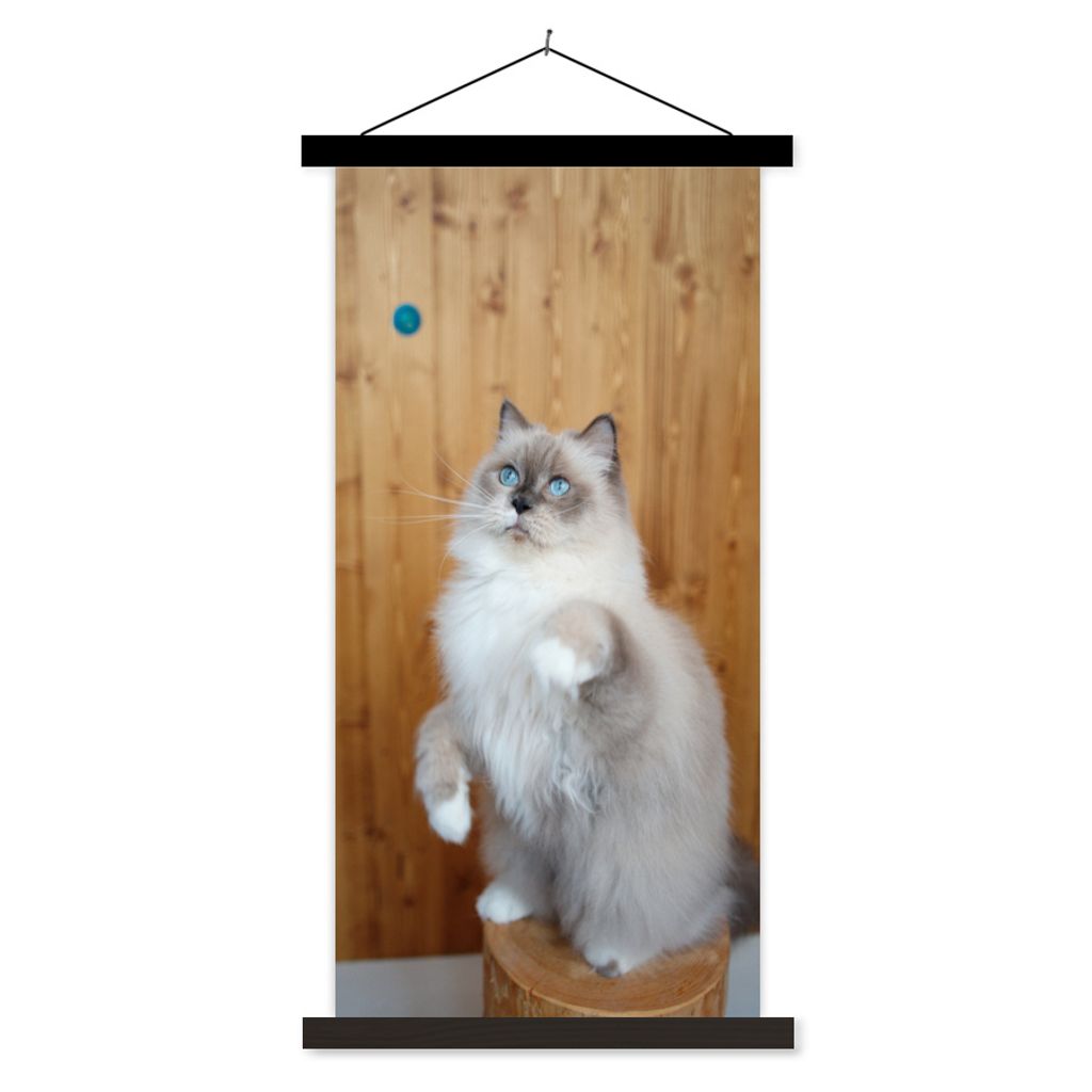 MuchoWow Textilposter Eine Ragdoll spielt mit einem blauen Ball 40x80 cm mit schwarzem Rahmen - Wandemalerei