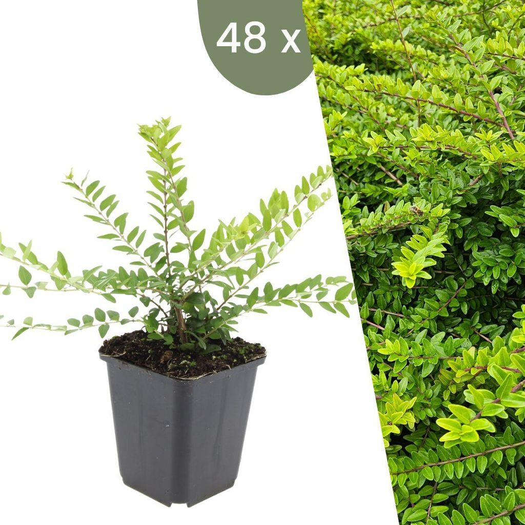 Plants by Frank | 48 Plantes de chèvrefeuille arbustif | Image du produit 