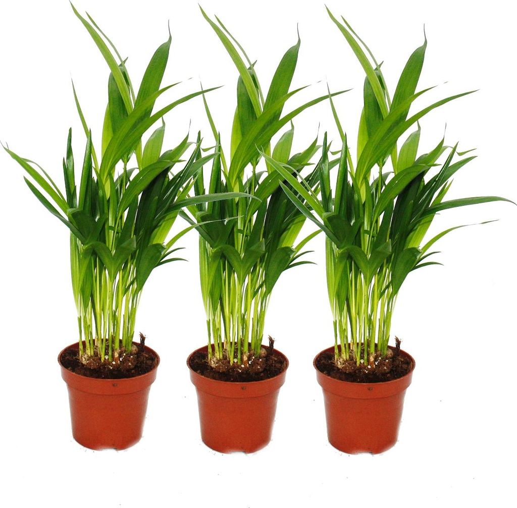 3er Set Goldfruchtpalme - Dypsis lutescens (Areca), 12cm