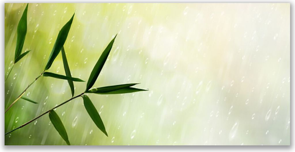 Tulup Leinwand-Bilder 140x70 Wandbild Canvas Kunstdruck Blätter Regen Pflanzen