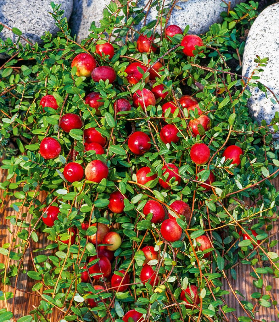 BALDUR Garten Cranberry-Beere,6 Pflanzen, unterstützt eine gesunde Ernährung, wächst & gedeiht überall, hoher Vitamin-Gehalt, ertragreiche, win...
