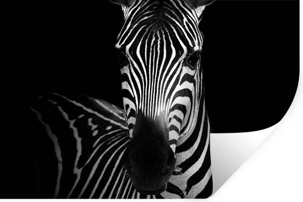 MuchoWow Wandtattoo Wandsticker Wandaufkleber Zebra - Schwarz - Weiß - Tiere 120x80 cm Selbstklebend und Repositionierbar - Selbstklebend - Foto...
