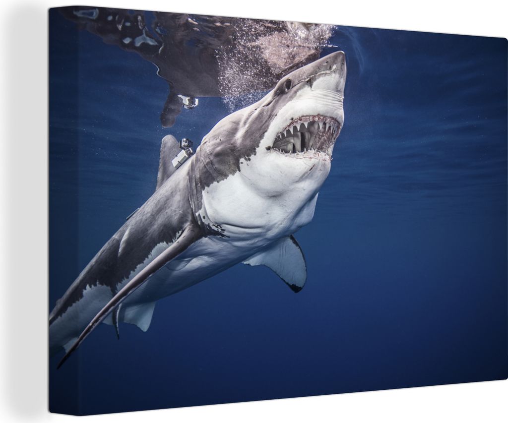 OneMillionCanvasses - Leinwandbilder - 150x100 cm, Menschlicher Hai, Wandbilder Kunstdruck Wanddekoration