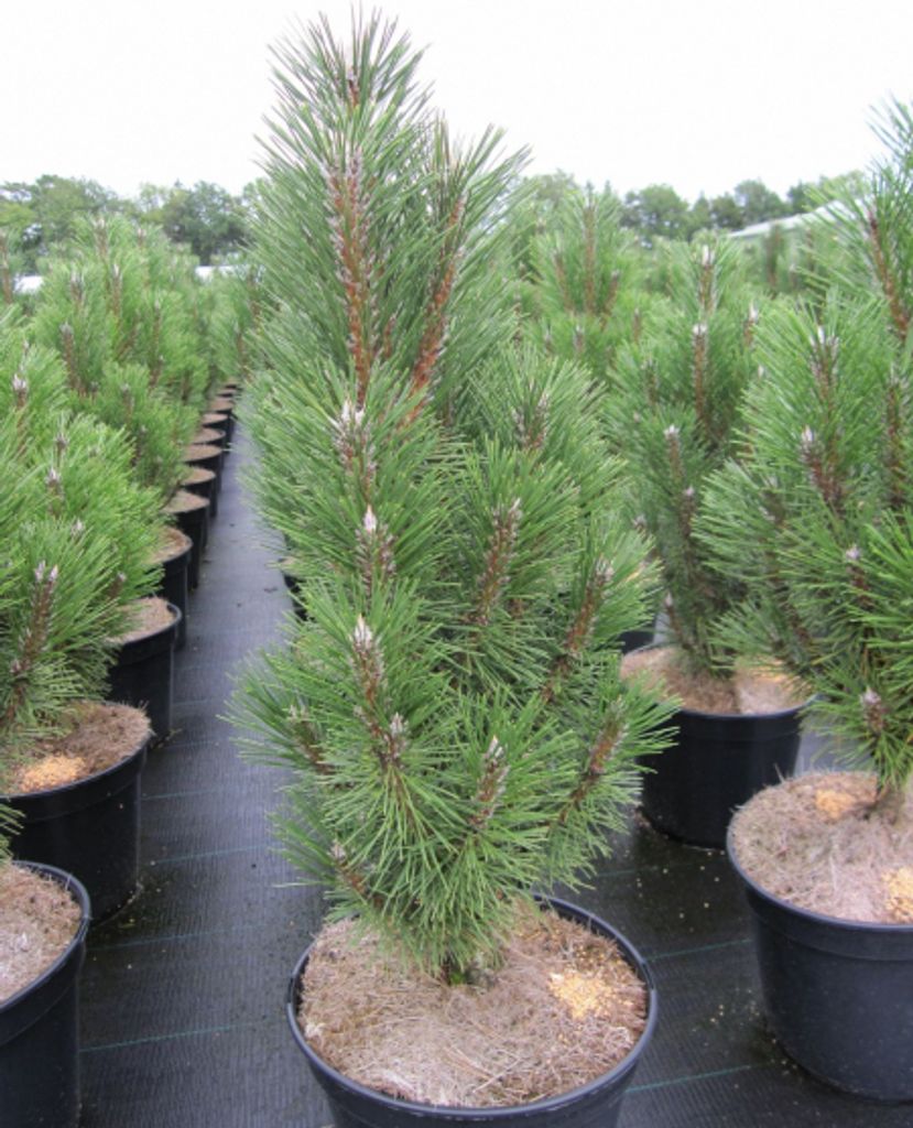 Pinus nigra Komet - Säulenschwarzkiefer Komet - 30-40cm