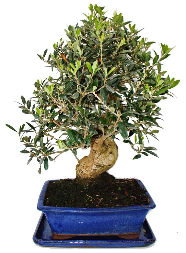 Bonsai – Solitär – Olivenbaum – Olea europaea – ca. 17 Produktbild 