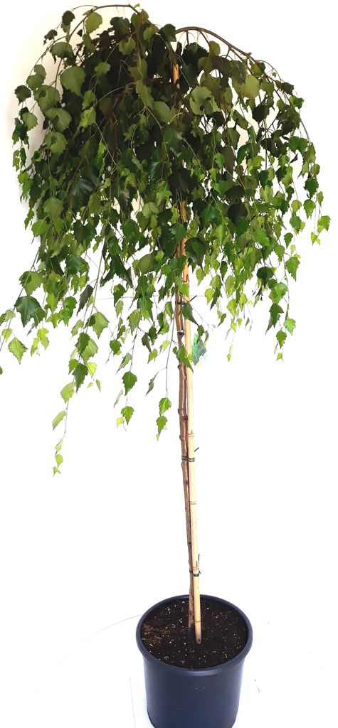 Betula pendula "Youngii" , Hänge-Birke, Trauer-Birke, 230 Produktbild 