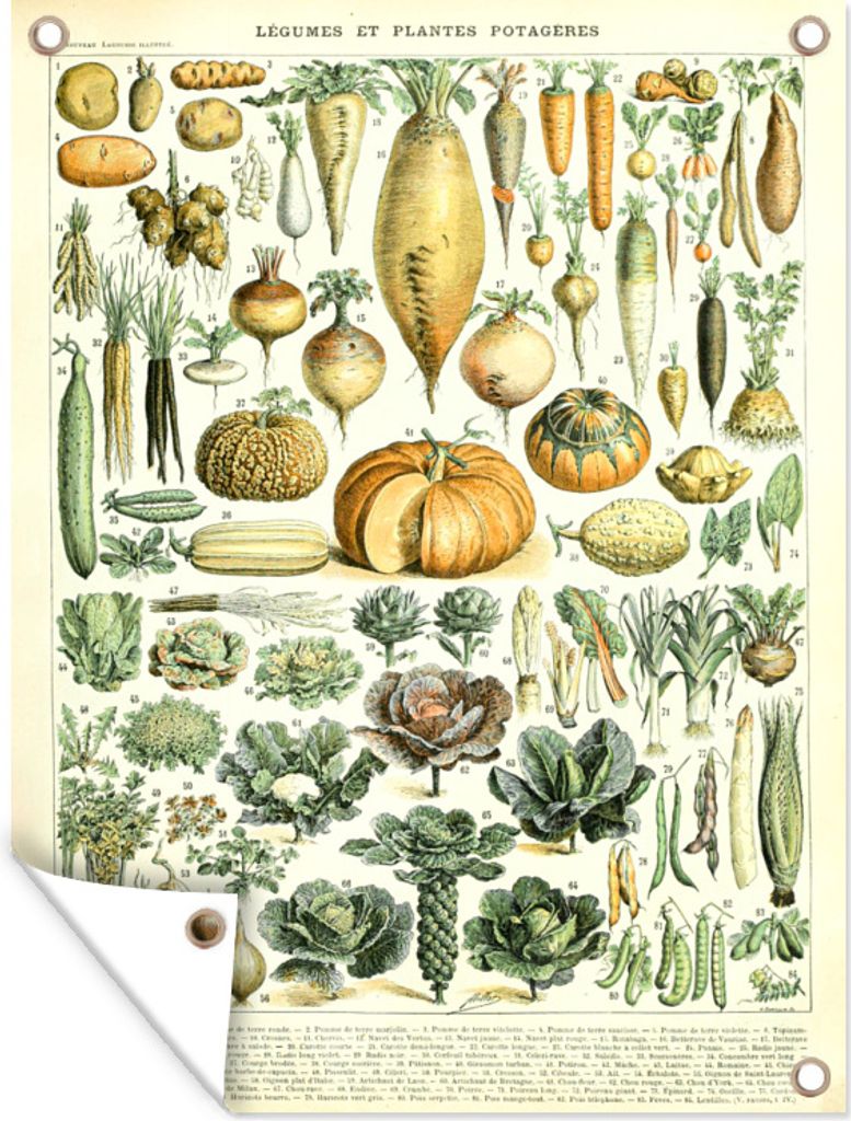 MuchoWow 90x120 cm Outdoor-Poster Gartendeko Sichtschutz Garten Poster für den Garten Vintage - Gemüse - Karotte - Kunst - Adolphe Millot - Orange