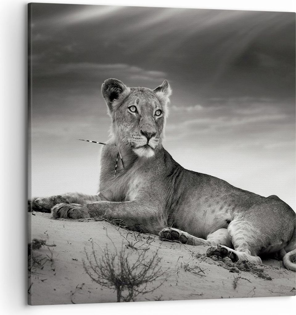 Bild auf Leinwand - Leinwandbild - Tierwelt weiblich katze Tier - 50x50cm - Wand Bild - Wanddeko - Leinwanddruck - Bilder - Kunstdruck - Wanddekora...
