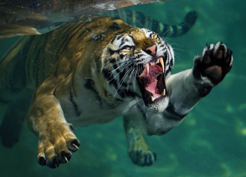 3 D Ansichtskarte schwimmender Tiger, Postkarte Wackelkarte Hologrammkarte, Tier Raubkatze