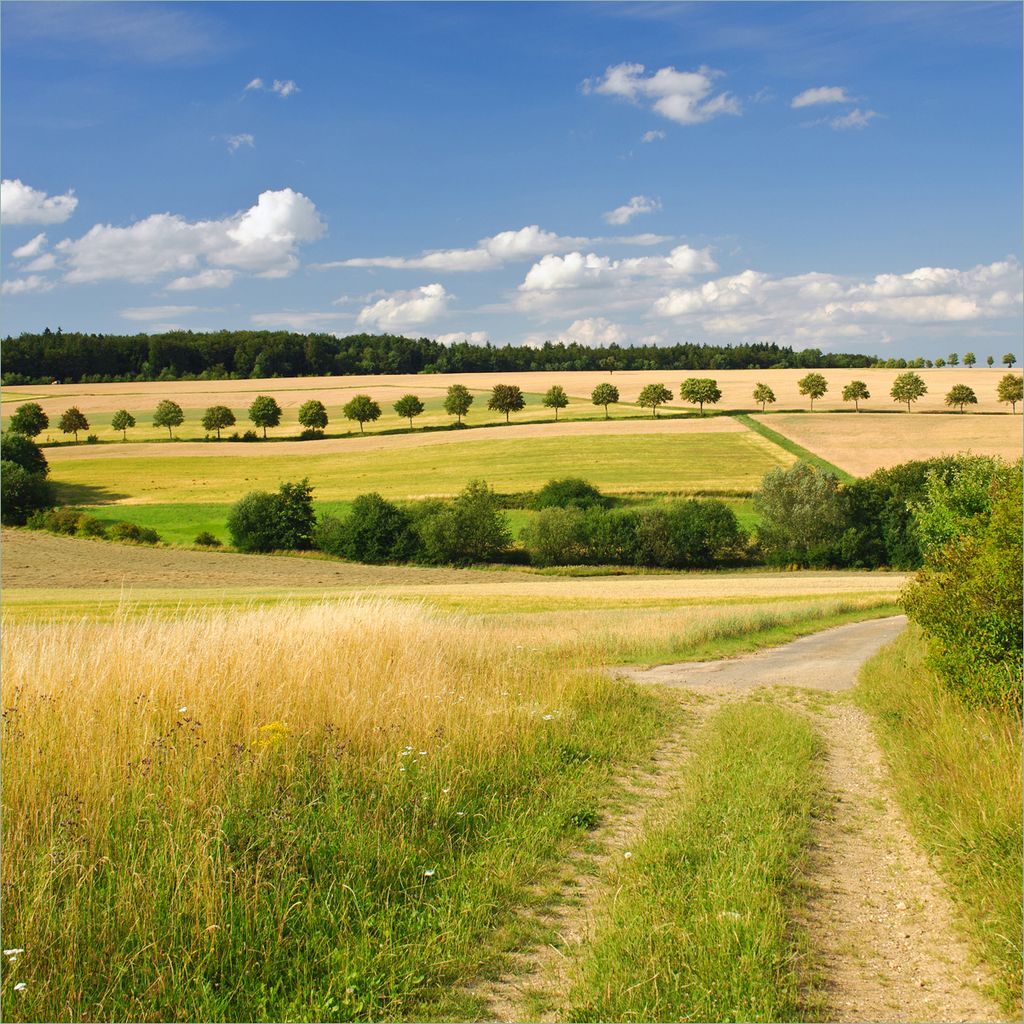 Wallario Möbeldesign - Glasplatte, Schutzplatte mit Motiv - geeignet für Ikea Lack Tisch, Größe: 55 x 55 cm, Motiv: Feldlandschaft unter blauem...