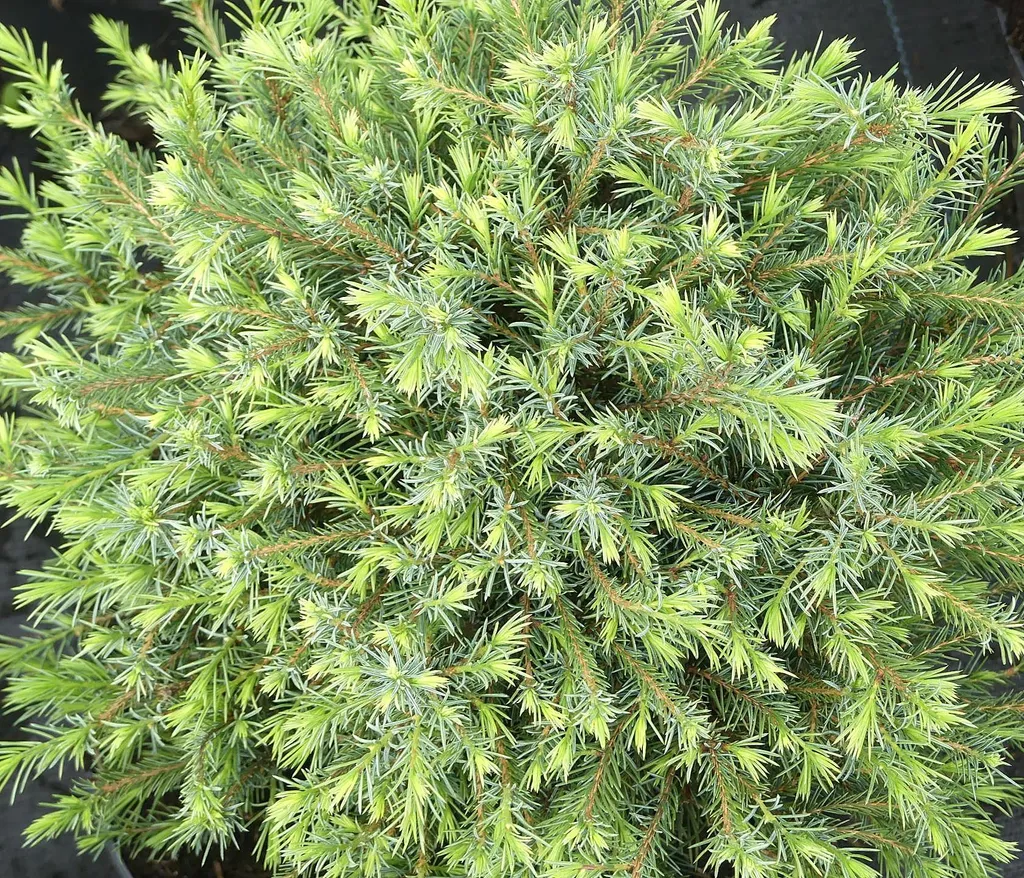 Picea omorika Little Boy - Conifère pour balcon et rocaille 50-60 cm