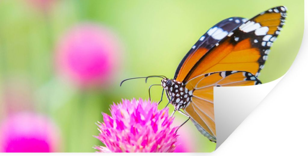 MuchoWow Wandtattoo Wandsticker Wandaufkleber Insekten - Schmetterlinge - Blumen 160x80 cm Selbstklebend und Repositionierbar - Sticker - Dekorfolie