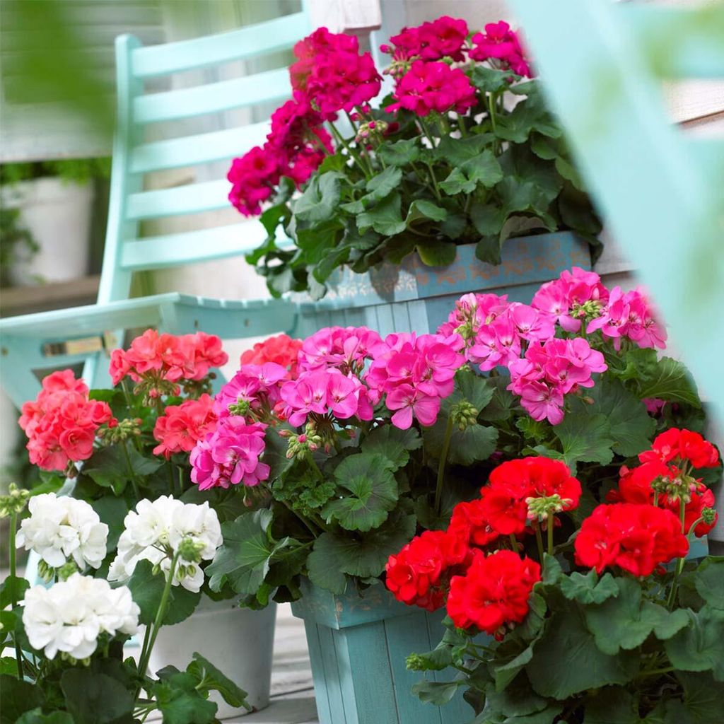 Bloomique - 6er-Mix - Pelargonium Zonale - Stehende Produktbild 