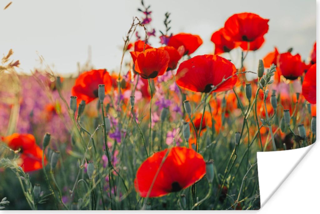 MuchoWow Poster Mohn - Blumen - Rot - Lila - Wiese 90x60 cm - Schlafzimmer