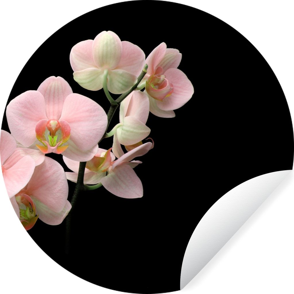 MuchoWow Runde Wandtattoo - Wandsticker Tapete Aufkleber Orchidee - Blumen - Rosa - Stilleben - Flora Ø 80 cm Selbstklebend und Repositionierbar...