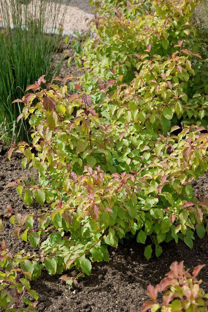 Cornus sanguinea 'Midwinter Fire', Hartriegel, leuchtend orange, 15–20 cm