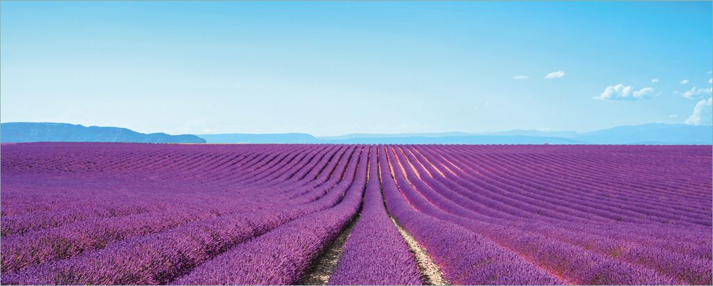 Wallario Poster - Lavendelfeld unter blauem Himmel, Kunstdruck Größe: 80 x 200 cm