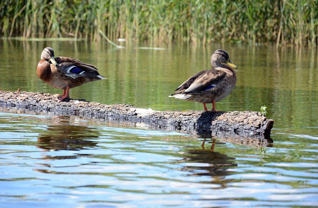 hansepuzzle 23060 - Sonniger Platz Puzzle, 500 Teile, Tierwelt, 46,0 x 30,0cm mit hochwertiger Aufbewahrung, Kartonbox & Beutel