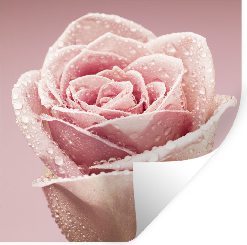 MuchoWow Wandtattoo Wandsticker Wandaufkleber Tautropfen auf einer einzelnen rosa Rose 80x80 cm Selbstklebend und Repositionierbar - Wierderverwe...