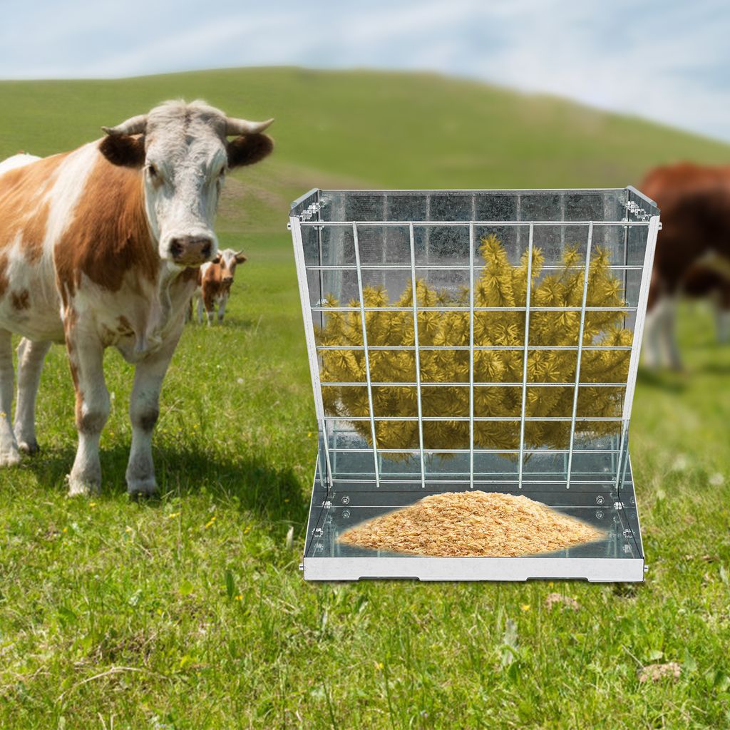 Cows in a grassy field with a hay feeder.