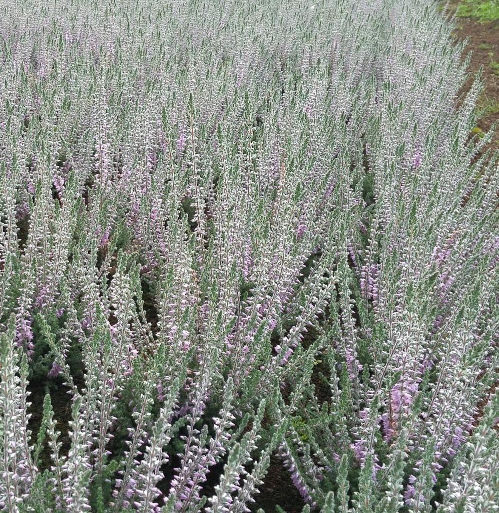 10 Stück Besenheide Calluna vulgaris Silver Night Sommerheide 10 - 15 cm