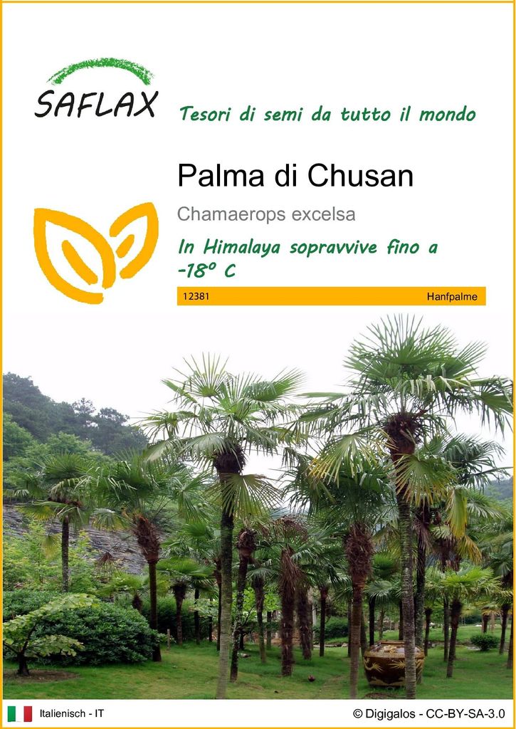 SAFLAX  - Palma di Chusan - 10 semi - Chamaerops Immagine del prodotto 