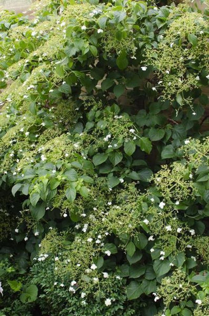 Hydrangea petiolaris 4 Pflanzen 65cm Ø15cm Kletterhortensie Kletterpflanze
