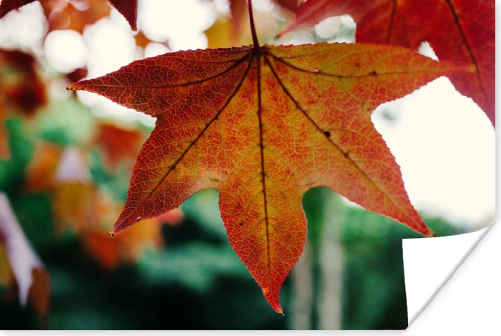 MuchoWow Poster Herbst - Landleben - Blätter - Jahreszeiten - Landleben 90x60 cm - Schlafzimmer