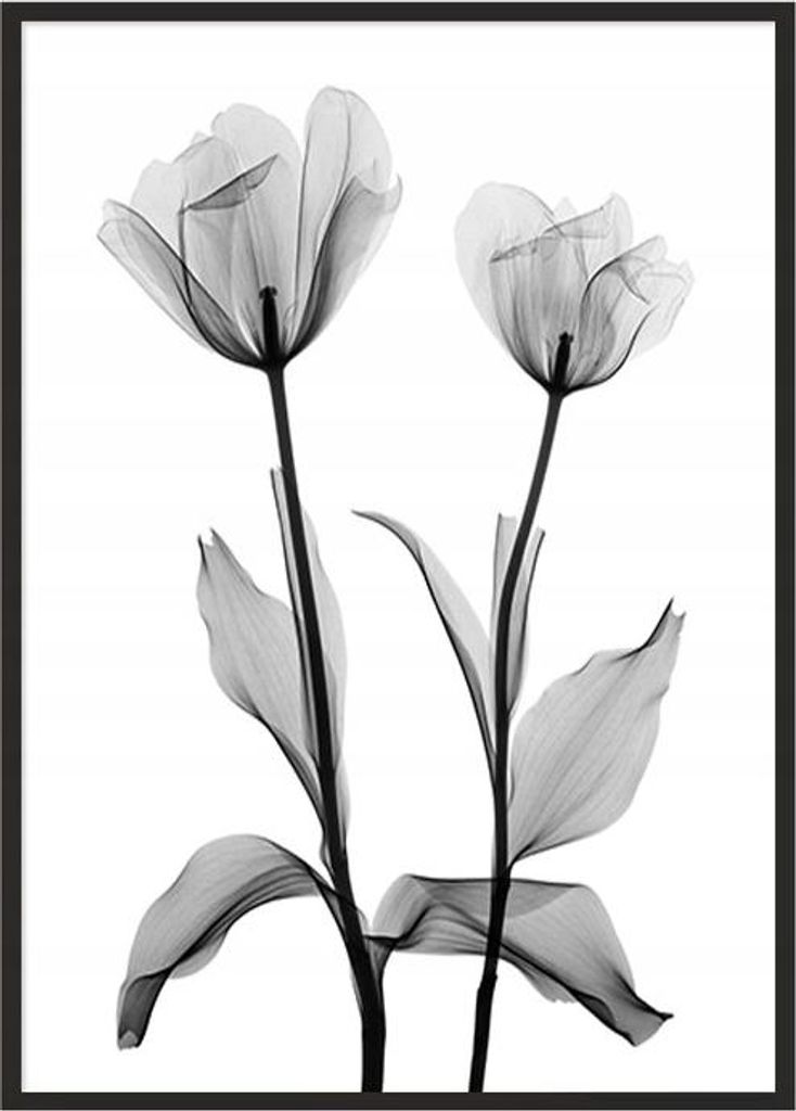 Bild Poster im Rahmen 53x73 cm Blumen P1042
