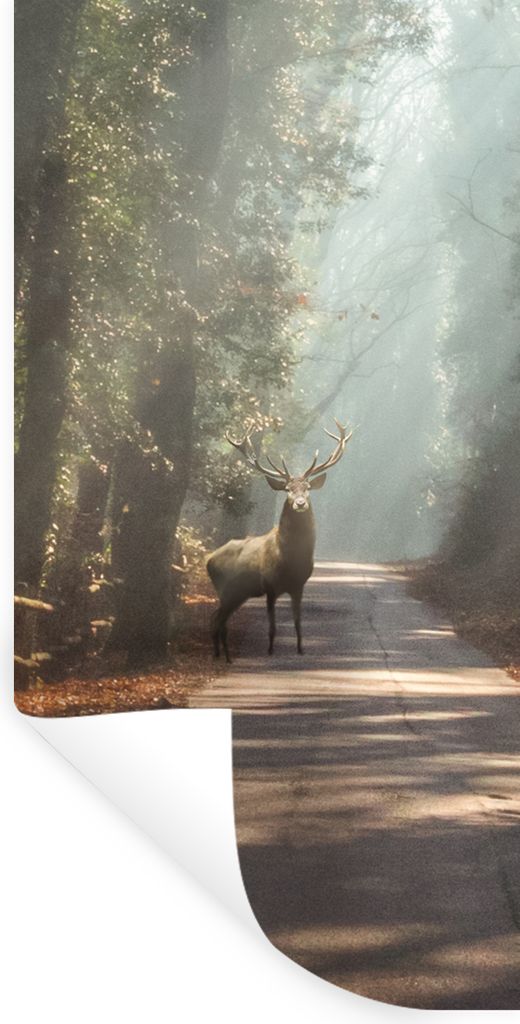 MuchoWow Wandtattoo Wandsticker Wandaufkleber Hirsche - Wald - Sonnenstrahlen 80x160 cm Selbstklebend und Repositionierbar - Sticker - Dekorfolie