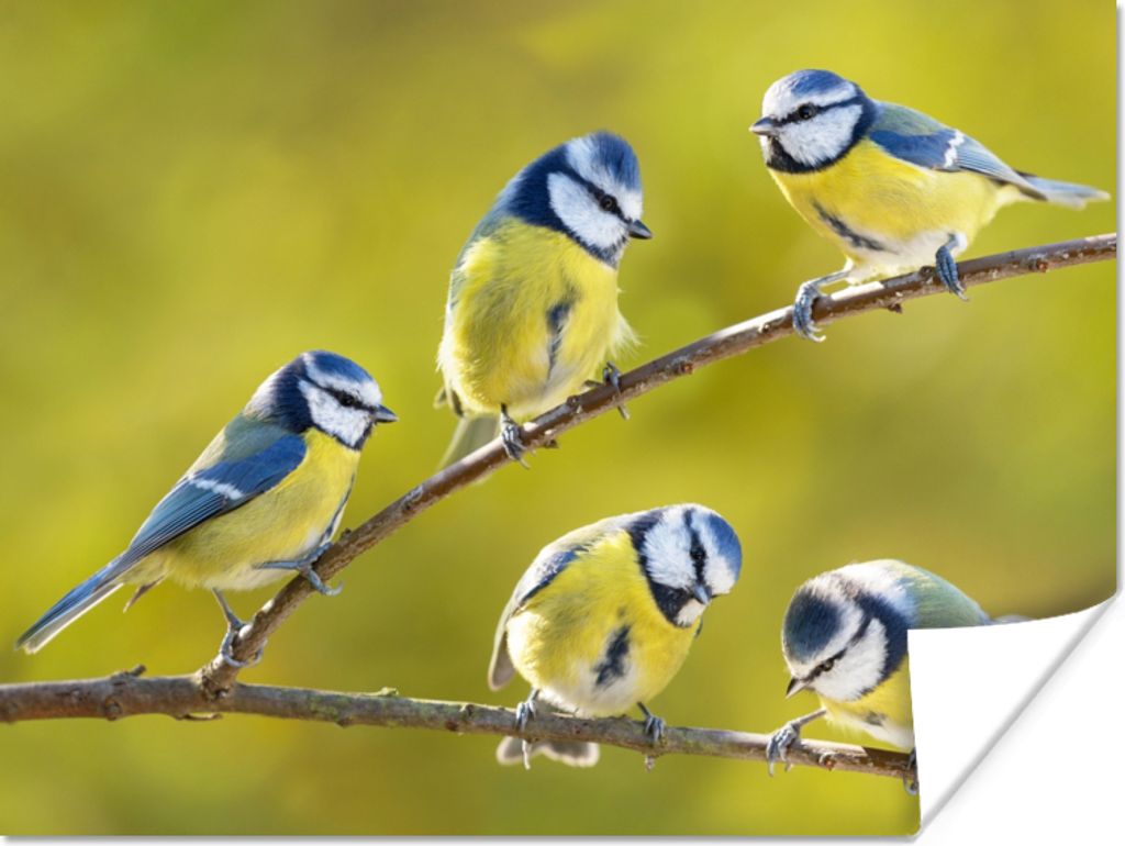 MuchoWow Poster Vogel - Blaumeise - Äste - Sonne 120x90 cm - Wandbild