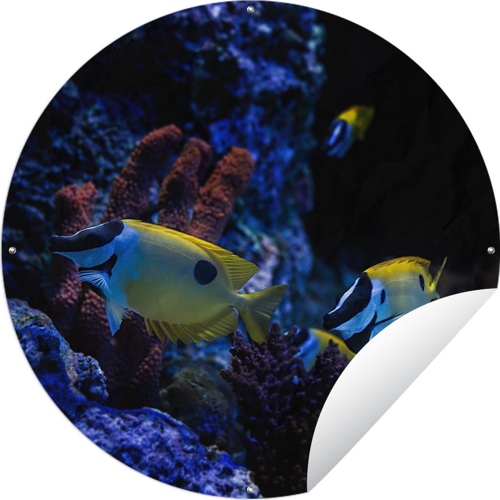 MuchoWow Gartenposter Outdoor-Poster Rund Aquarienfische in einem Aquarium in Singapur. Ø 120 cm Gartendeko Rundes Poster draußen