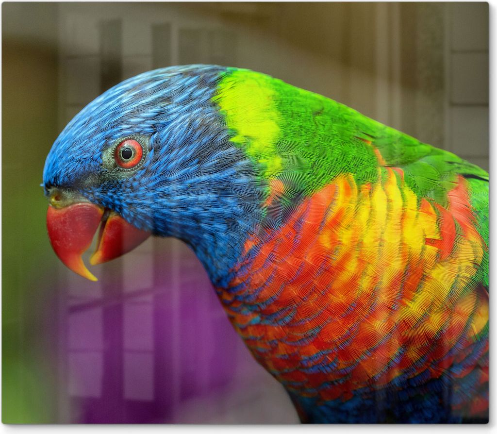 DEQORI Herdabdeckplatte Glas 1-tlg 'Bunter Regenbogenliket' Herd Abdeckung Küche