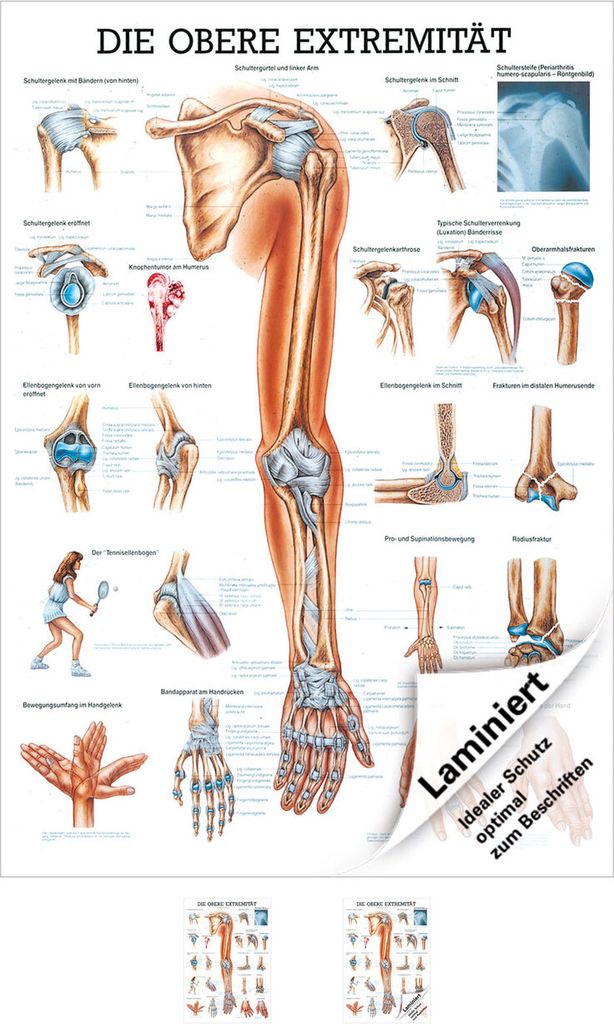 Obere Extremität Lehrtafel Anatomie 100x70 cm medizinische Lehrmittel