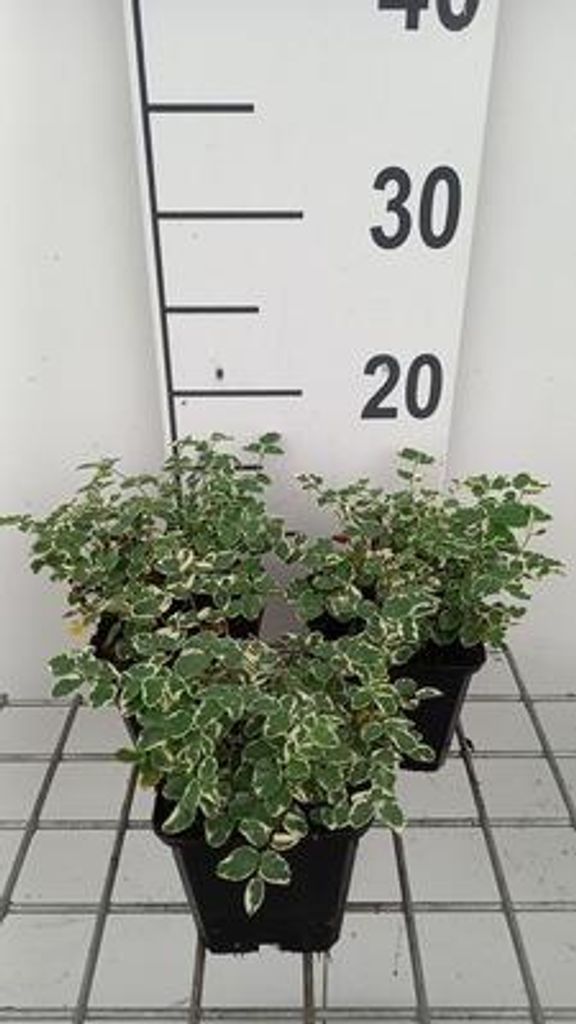 6 x Sanguisorba hybr. 'Little Angel' - Pimpinelle - Topf 9 x 9 cm