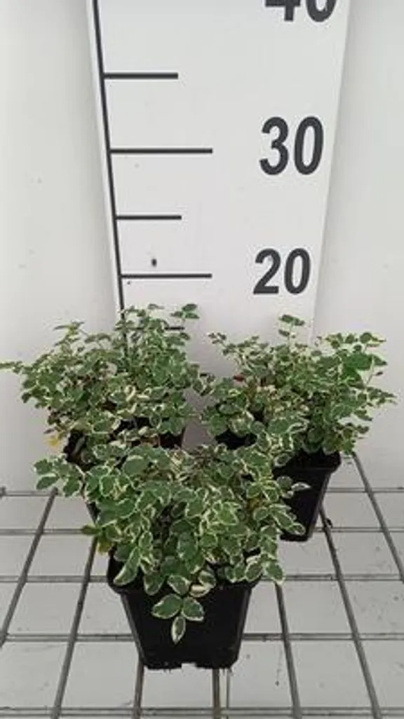 Bordure de jardin Sanguisorba Little Angel - Lot de 6 pimprenelles 9cm