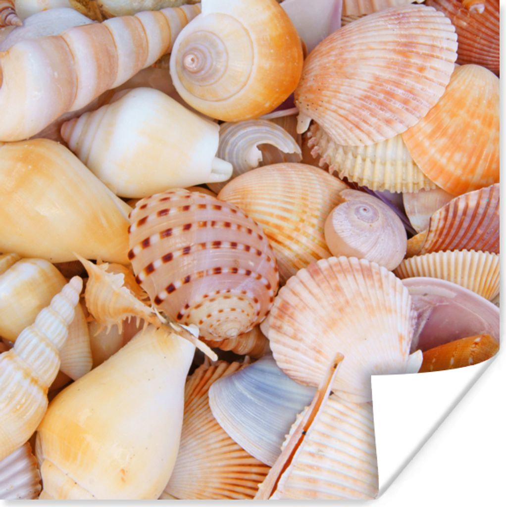MuchoWow Poster Muscheln - Strand - Sommer - Orange 100x100 cm - Babyzimmer