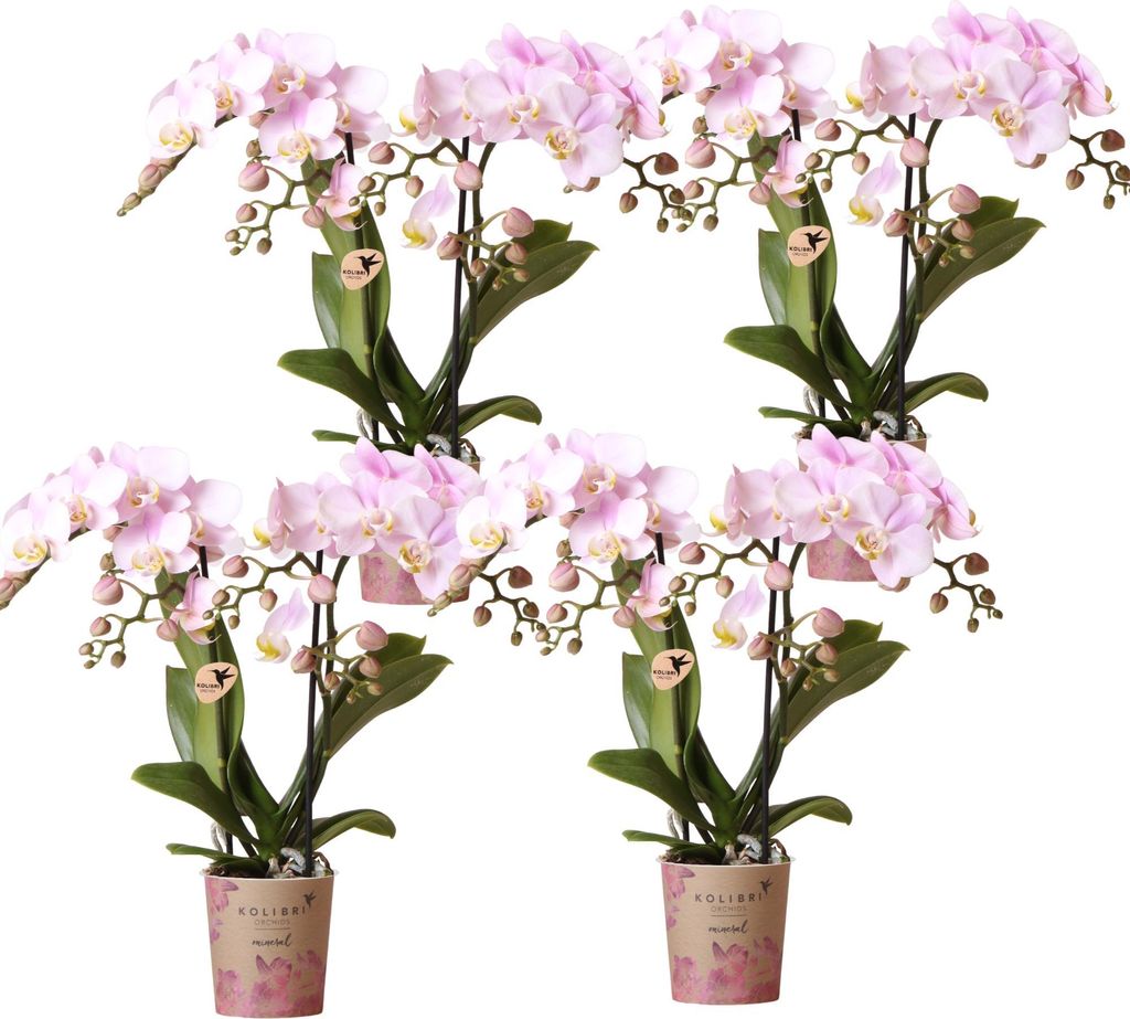 Kolibri Orchids | KOMBI-ANGEBOT mit 4 Phalaenopsis-Orchideen - Portugal - Topfgröße Ø9cm | Blühende Zimmerpflanze - Frisch vom Züchter