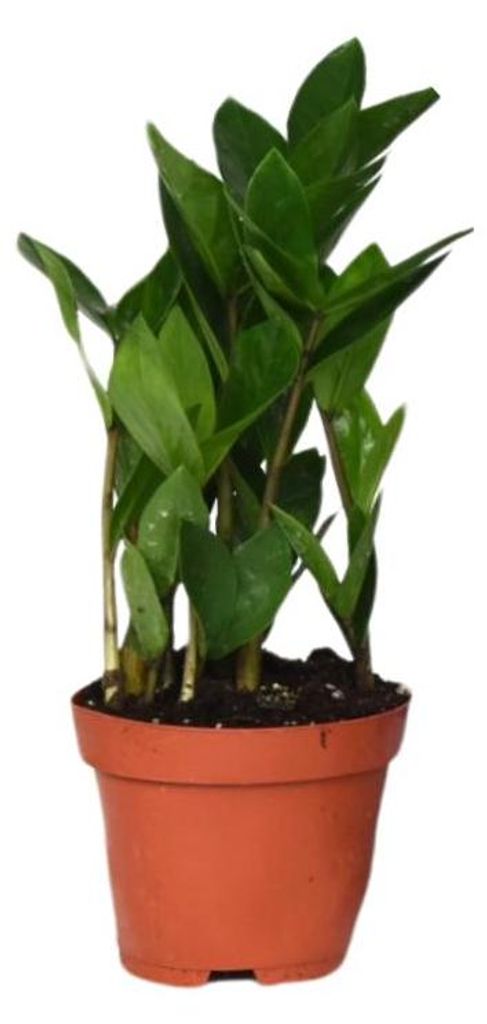 Zamioculcas - 30cm - Ø12cm - Zimmerpflanze - Immergrün