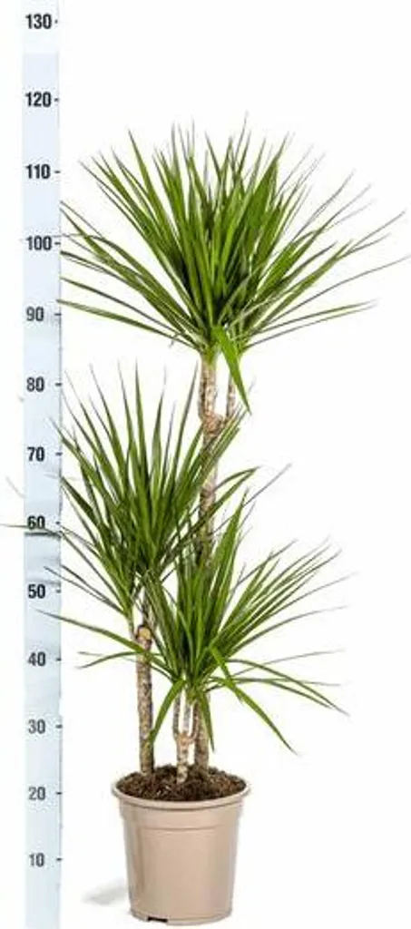 Dracaena Dragonnier Plante Tropicale pour Dco Intrieure Durable |  servas.fr