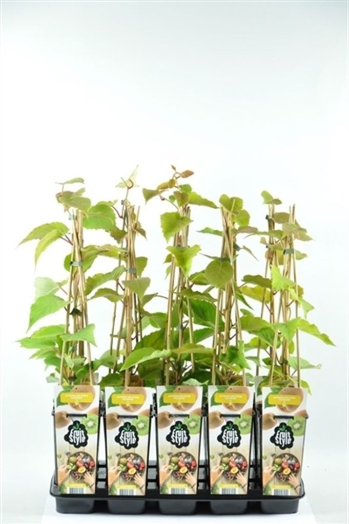Kiwi 'Hayward' 70 cm - Actinidia deliciosa Hayward - Produktbild 