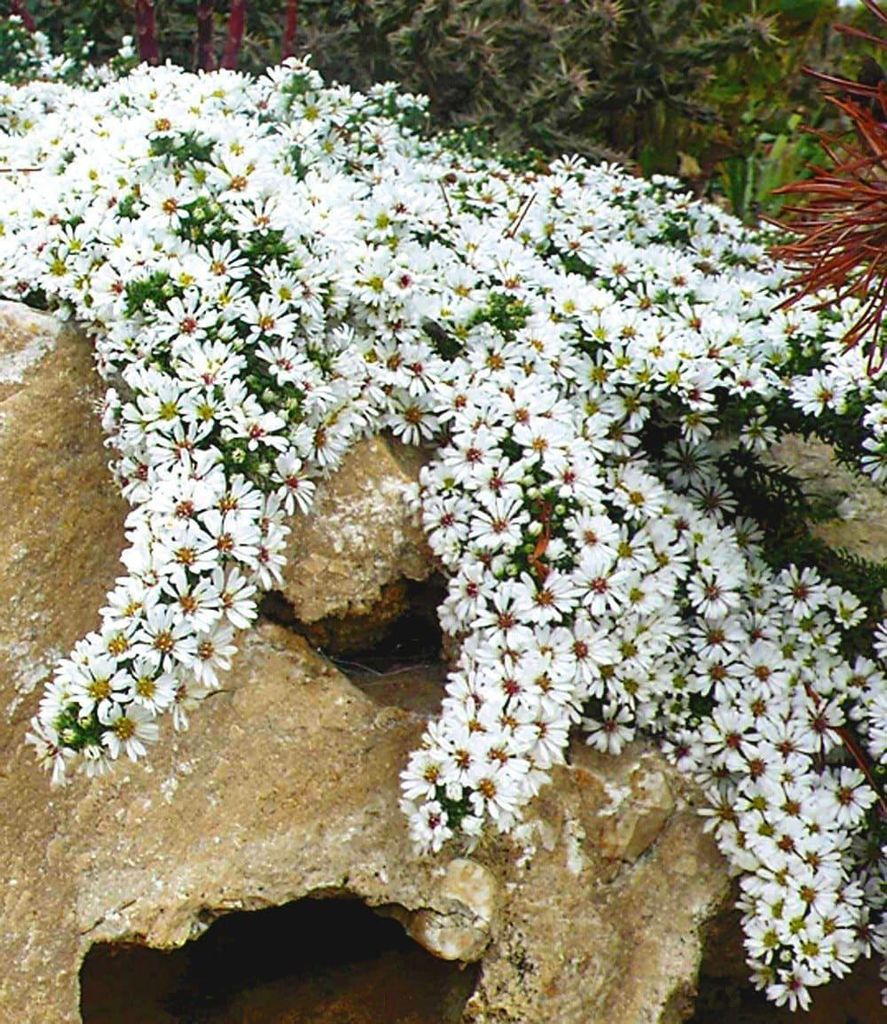 BALDUR Garten 5x Bodendecker Steinaster Snowflurry, Produktbild 
