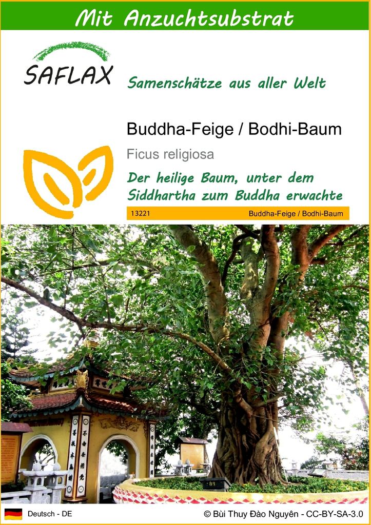 SAFLAX - Buddha-Feige / Bodhi-Baum - 100 Samen - Mit keimfreiem Anzuchtsubstrat - Ficus religiosa