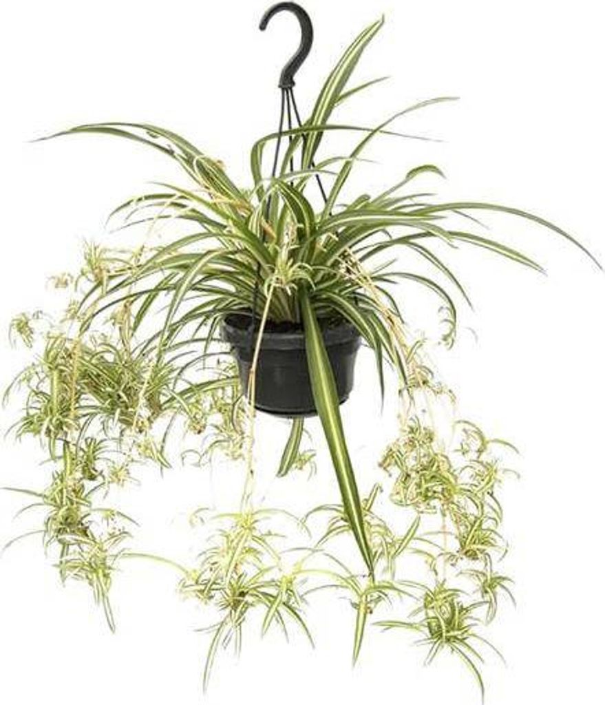 Grünlilie Chlorophytum Comosum Variegatum Ø14cm 55cm Pflegeleicht Zimmerpflanze