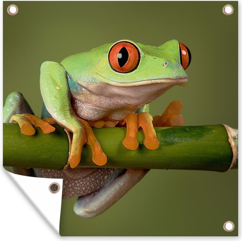 MuchoWow 100x100 cm Outdoor-Poster Gartendeko Sichtschutz Garten Poster für den Garten Frosch - Grün - Zweig