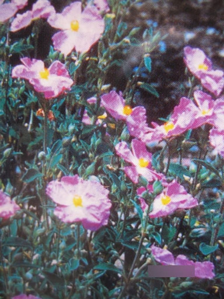 Zistrose Silver Pink - Cistus argenteus Silver Pink 25-30cm