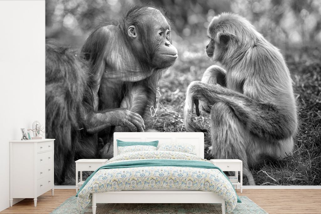 MuchoWow Fototapete für Wohnzimmer oder Schlafzimmer Wandtapete Vinyl Motivtapete Sprechender Gibbon und Orang-Utan - schwarz und weiß - 600x40...