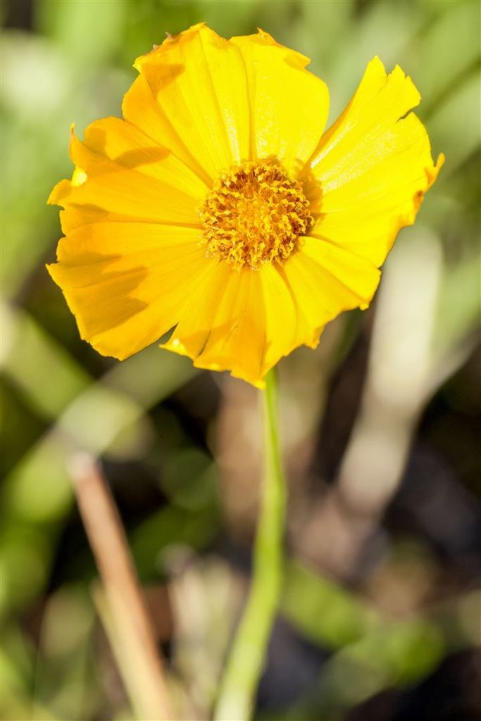 Coreopsis grandiflora 'Schnittgold', Mädchenauge, gelb, ca. 9x9 cm Topf