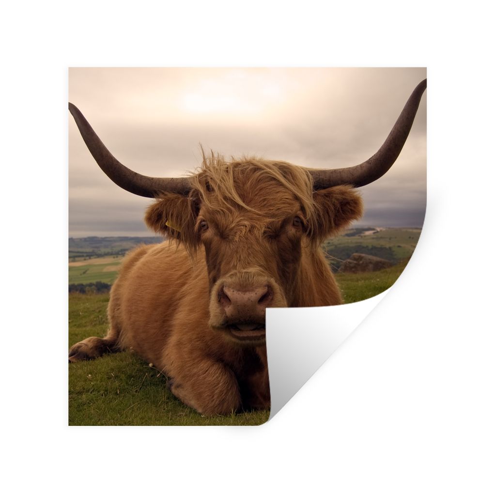 MuchoWow Wandtattoo Wandsticker Wandaufkleber Schottischer Highlander - Tiere - Berg 50x50 cm Selbstklebend und Repositionierbar - Selbstklebend ...